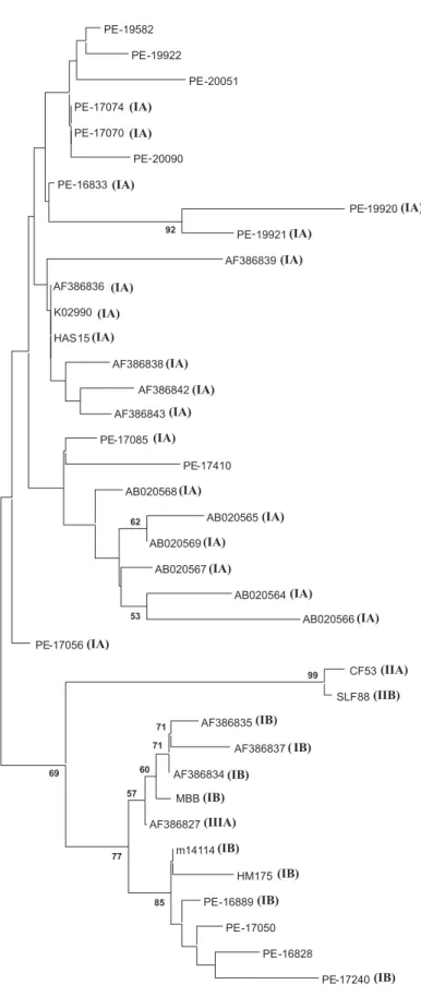 Figure 2. Phylogenetic tree analysis of the 5’NTR in hepatitis A virus (HAV) isolates from Pernambuco (PE).
