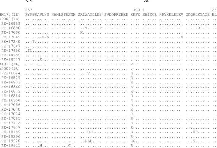 Figure 3. Comparison of the predicted amino acid sequence of the VP1/2A junction of the hepatitis A virus strains studied.