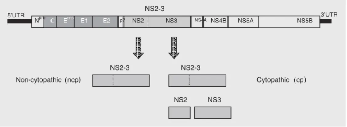 Figure 1. Organization of the bo- bo-vine viral diarrhea virus genome and processing of the NS2-3 polypeptide in cytopathic (cp) and non-cytopathic (ncp)  iso-lates
