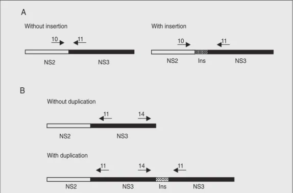 Figure 2. RT-PCR strategy used for the detection of  rearrange-ments in the bovine viral  diar-rhea virus (BVDV) genome