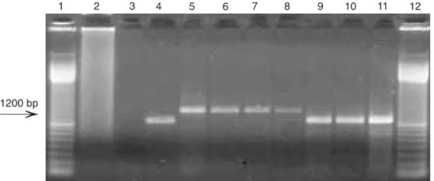 Figure 3. RT-PCR analysis for the detection of insertions in the NS2-3 gene in the cytopathic bovine viral diarrhea virus isolates