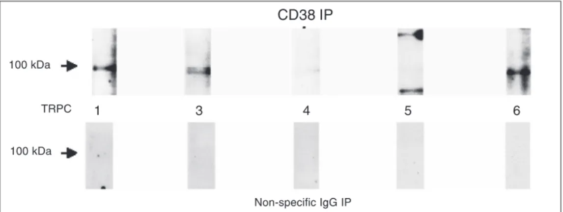 Figure 8. Co-immunoprecipitation of the transient receptor protein channels (TRPC) with CD38