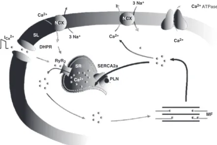 Figure 1 is a schematic illustration of the central players in the excitation-contraction coupling mechanism