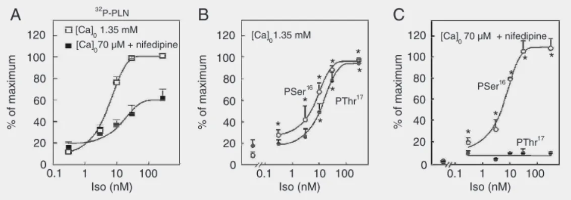 Figure 3. Isoproterenol (Iso) concentration-dependent increase in  32 P incorporation into phospholamban (PLN) and in the phosphorylation of Ser 16  and Thr 17  residues at two different levels of extracellular Ca 2+ 