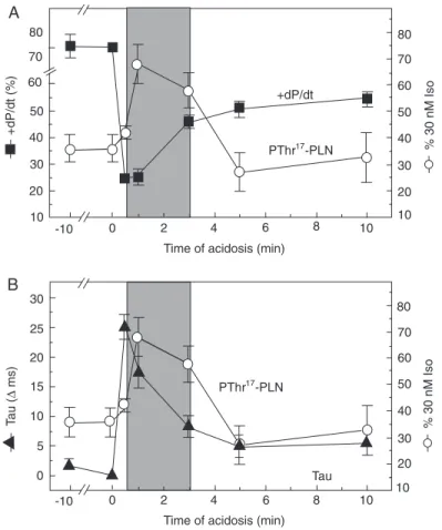 Figure 6 shows that phosphorylation of the Thr 17  site of PLN transiently increases at the onset of acidosis and is associated with a large part of the contractile and relaxation recoveries, most of which occurred within the first 3 min of acidosis