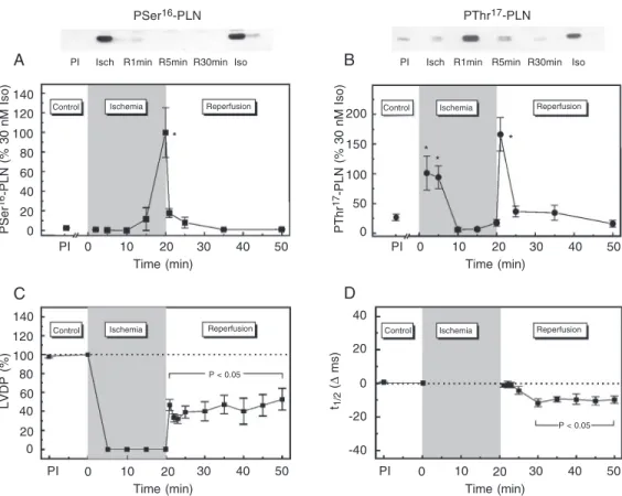 Figure 7. Time course of phospholamban (PLN) Ser 16  and Thr 17  phosphorylation and of left ventricular function during ischemia and reperfusion