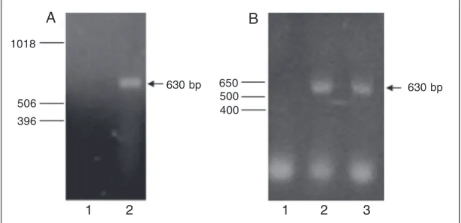 Figure 1A shows the representative am- am-plifications of the transferrin message from CTOB