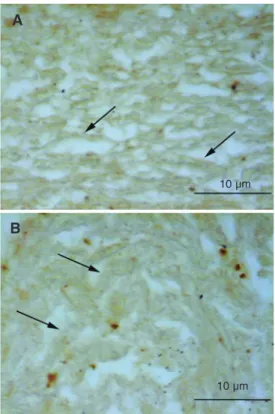Figure 4. Tissue distribution of transferring on 6-µm paraffin sections. Immunolabeling of the intact (in situ) bovine trabecular meshwork (A) and cultured  tra-becular meshwork explant (B).