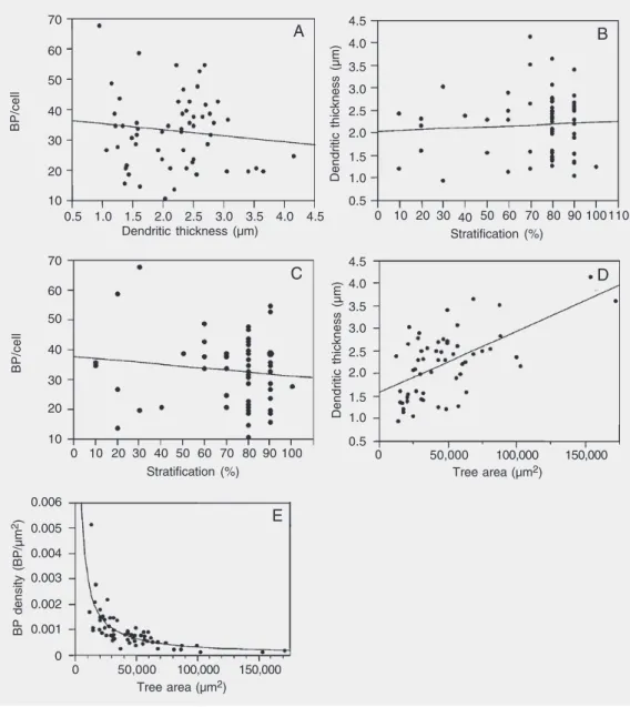 Figure 2. Correlation of dendritic thickness with A, number of branching points per cell (r = -0.01), B, stratification (r = 0.01), and  C, stratification with the number of branching points per cell (r = -0.12)