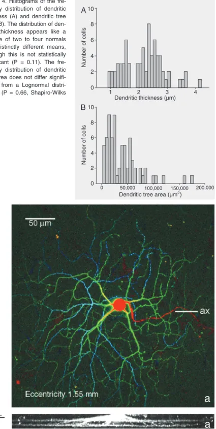 Figure 4. Histograms of the fre- fre-quency distribution of dendritic thickness (A) and dendritic tree area (B)
