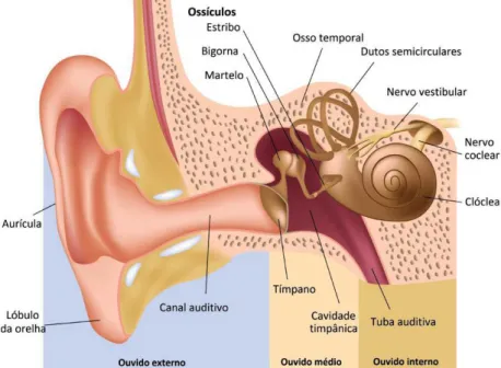 Figura 2- Ouvido externo, ouvido médio e ouvido interno 