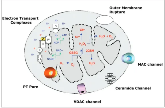 Figure 1. Schematic representation of mitochondrial death decision pores with the biochemical ability to promote the inner and outer mitochondrial membrane permeabilization and the release of apoptogenic factors: cytochrome c, apoptosis-inducing factor, Sm