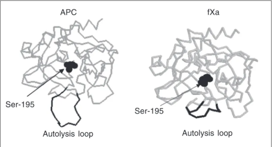 Figure 3. Crystal structures of the catalytic domains of activated protein C (APC) and factor Xa (fXa)