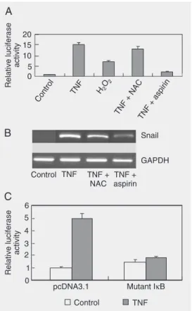 Figure 2. Tumor necrosis factor- factor-α  (TNF- α ) increased the  expres-sion of Snail in a nuclear factor kappa B (NF κ B)-dependent way.