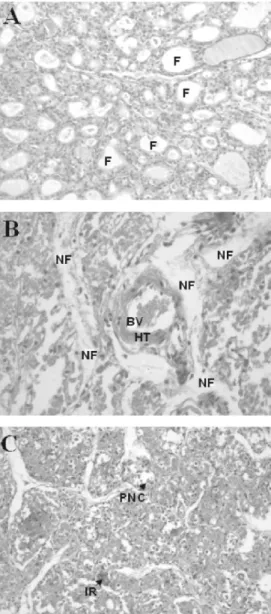 Figure 3. Histological image of the thyroid gland from a control (panel A) and experimental  ani-mals (panels B and C)