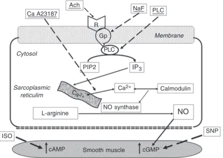Figure 1. Schematic diagram of the nitric oxide (NO) release pathway and the pharmaco- pharmaco-logic agonists used in the in vitro organ chamber studies