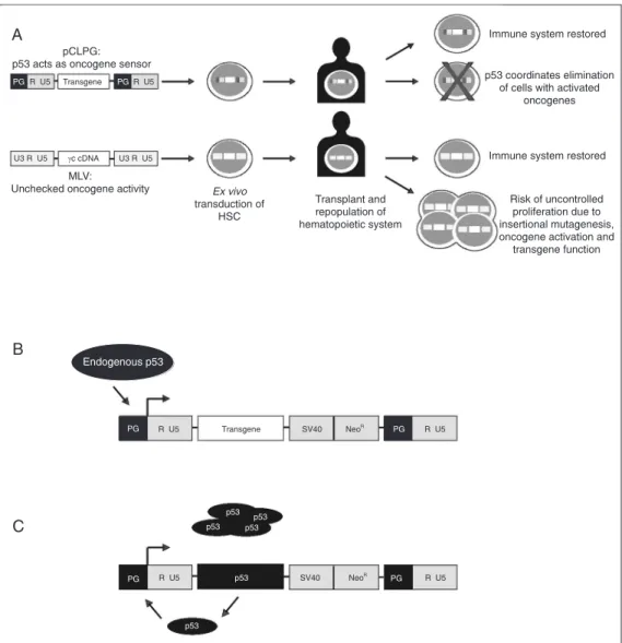 Figure 2. Representation of the events related to oncogene activation during retrovirus-mediated gene therapy