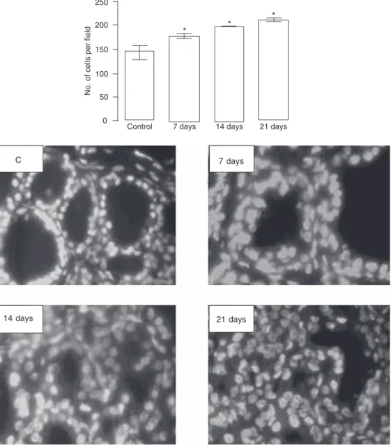 Figure 1. Increase in thyroid cell number during goitrogenesis.