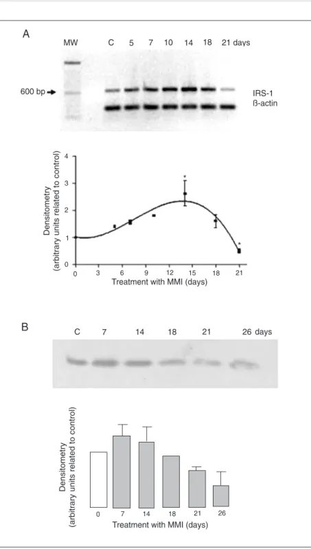 Figure 2. Thyroid insulin receptor substrate-1 (IRS-1) mRNA (A) and protein (B) expression during goitrogenesis in rats