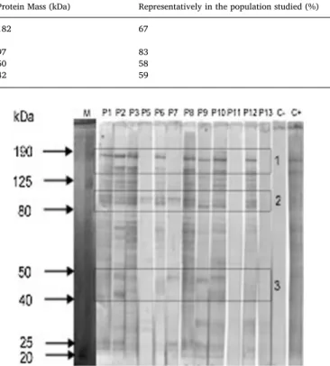 Fig. 2. Protein pattern of the reactivity detected by immunoblotting using 23 μ g/well of Plasmodium falciparum crude extract