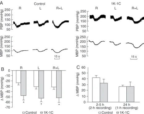 Figure 1 illustrates typical tracings showing the pulsa- pulsa-tile and mean blood pressure (panel A) of a normotensive  (control)  rat  and  of a  chronic  1K-1C  rat  before  and  after  electrical stimulation of the right, left, or both aortic  depres-s