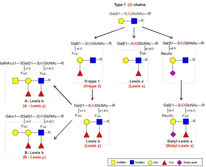 Figure 2. Glycan-mediated adhesion of Helicobacter pylori to gas- gas-tric cells. The figure illustrates some of the characterized  bacterial-glycan interactions that contribute to a successful colonization of the  gastric mucosa