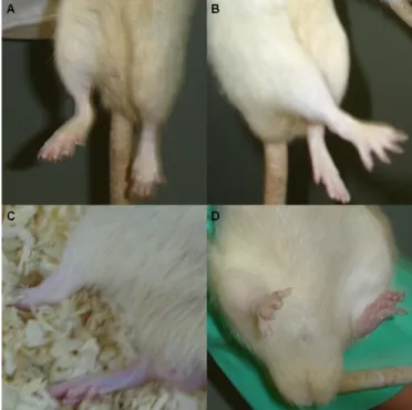 Figure  4.  A,  Spinal  cord  section  of  the  paraparetic  rat  (number  26)  showing anterior horn gray matter with decreased number and size of  motor  neurons  (arrows)  and  a  blood  vessel  congested  with   lympho-cytes (arrowhead; HE, 100X)