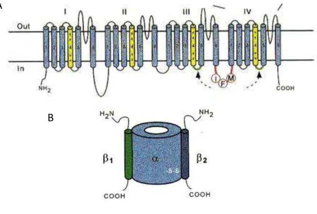 Figura 2: O canal para Na + . (A) Estrutura esquemática estendida do canal mostrando os 4 domínios  (I-IV)  com  os  6  segmentos  transmembrana  (S1-S6)  em  cada  domínio