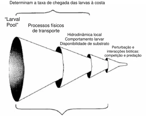 Figura  1.1.  Representação  esquemática  dos  processos  que  influenciam  a  taxa  de  assentamento e a distribuição e abundância das comunidades marinhas bentónicas com  fase de vida larvar (adaptado de Pineda, 1994a)
