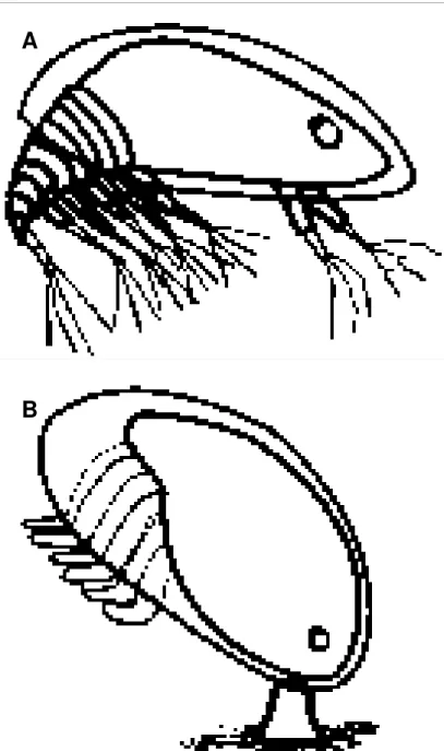 Figura 1.2. Estado larvar cypris (A) e cypris após assentamento (B). 