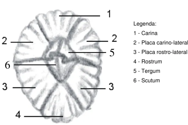 Figura 1.3. Esquema da morfologia externa de um cirrípede Balanomorpha. 