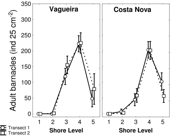 Fig. 2.2. Chthamalus montagui. Mean adult density according to shore, transect and level