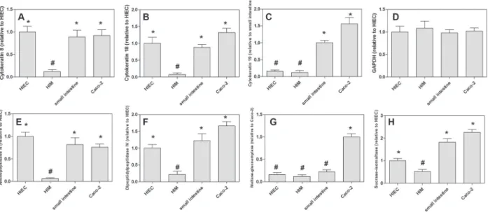 Figure  4.  Human intestinal epithelial cells (HIEC) were identified on the basis of their epithelial and differentiated character at the  mRNA level by real-time PCR