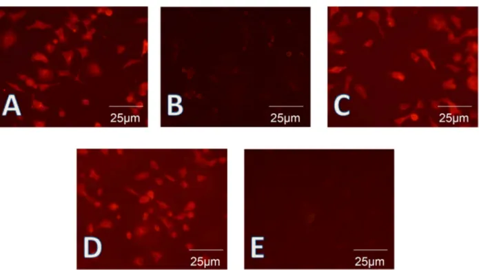 Figure 5.  Human intestinal epithelial cells were identified on the basis of their epithelial and differentiated character by fluorescence  staining