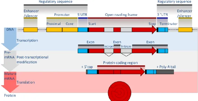 Fig. 7- A simplified flowchart from DNA information to protein, depicting cis-regulatory  elements present is the gene structure such as the promoters, enhancers and silencers (top  section), a pre-mRNA containing introns before being excised and lacking 5