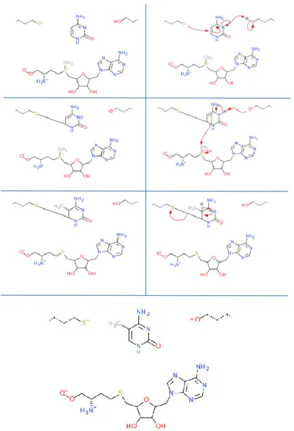 Fig. 9- Possible mechanism of the DNA Methylation reaction between a cytosine  nucleotide (center top), SAM (center bottom) and the catalytic center of DNMT (top right 