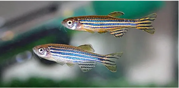 Fig. 10- A male zebrafish (top, golden stripped) and a female zebrafish (bottom,  silver stripped)
