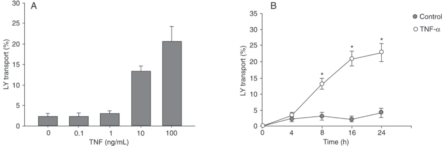 Figure 2.  Effect of tumor necrosis factor alpha (TNF-α) on Caco-2 paracellular permeability