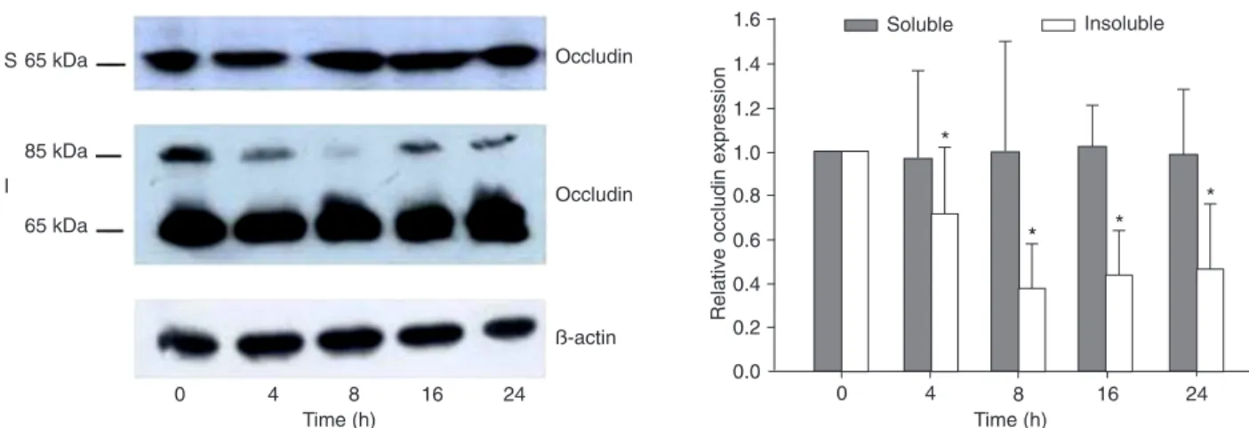 Figure 4.  Time-course of the effect of tumor necrosis factor alpha (TNF-α) on the expression of the tight junction protein occludin in  Caco-2 monolayers