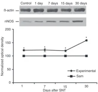 Figure 3. Expression of neuronal nitric oxide synthase (nNOS)  mRNA in the lumbar spinal cord after lesion