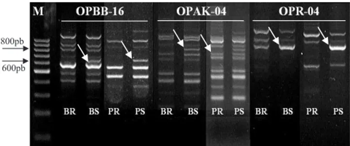 Figura 1. Marcadores RAPD com fragmentos polimór! cos  discriminativos  quanto  à  resistência  ao  fungo  Phakopsora  pachyrhizi em soja