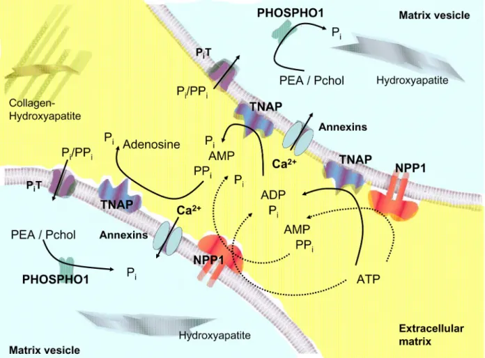 Figure 1. Schematic representation of the molecules involved in matrix vesicle (MV)-mediated calcification including the most favored  enzymatic reactions of their putative physiological substrates
