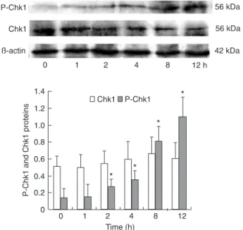 Figure  2.  Activation  of  Chk1  phosphorylation  by  diallyl  disul- disul-fide (DADS)