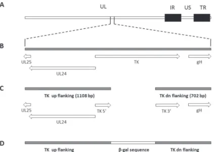 Figure  1.  Schematic  representation  of  the  construction  of  the  BoHV-5  thymidine  kinase  (TK)-deleted  fragment
