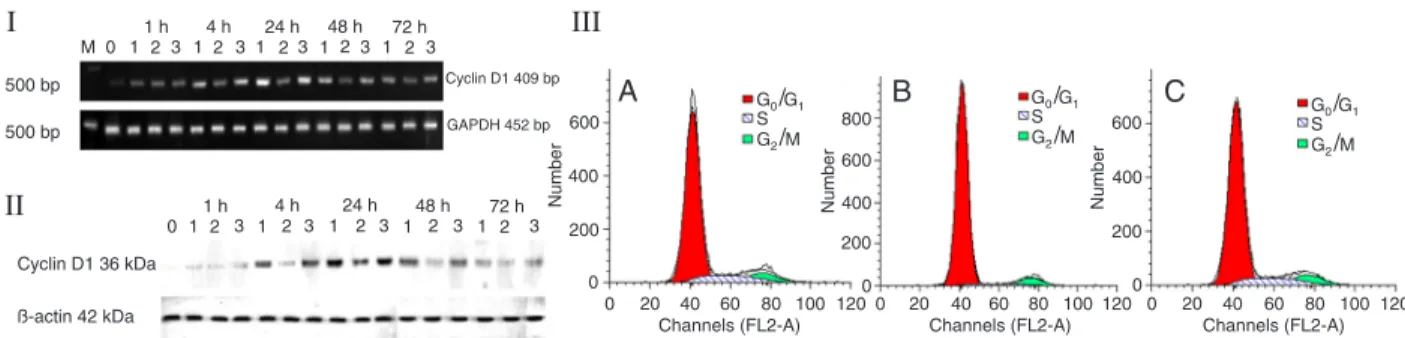 Figure 7.  I, FACS analysis indicated that there was no significant difference in the rate of apoptosis between control cells (A), ED5- ED5-transfected cells (B) and ED5SCR-ED5-transfected cells (C) after transfection for 72 h