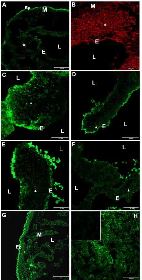 Figure  2.  Immunofluorescent  localiza - -tion  of  β2  integrin  in  mouse  tissue.  A-G,  Sections  of  embryonic  mouse  hearts: A,  ED10.5;  B, ED11.5; C, ED13.5; D, ED15.5; 