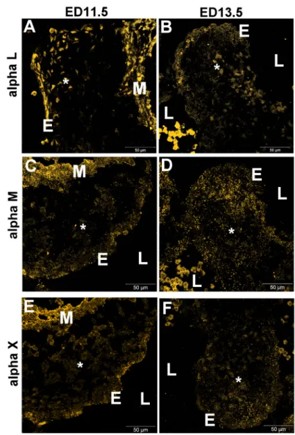 Figure  3. Immunofluorescent localization of the α integrin subunit partners of β2 integrin in embryonic mouse hearts