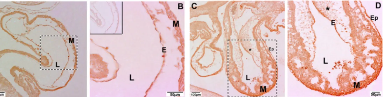 Figure 7.  Immunohistochemical localization of β2 integrin in embryonic chicken hearts