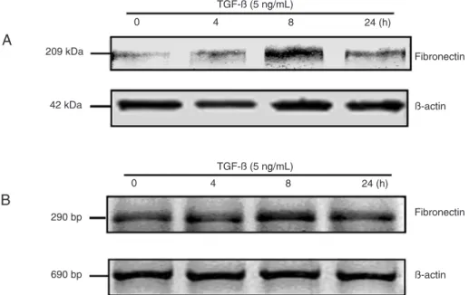 Figure 1.  Effects of stimulation with transforming growth factor-beta (TGF-β) for various times on the expression of fibronectin (FN) in  hepatic stem-like cells