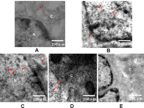 Figure 3. Effects of stimulation with transforming growth factor-beta (TGF-β) for various times on the expression of phosphorylated  Smad3 and Smad7 in hepatic stem-like cells determined by immunoblot